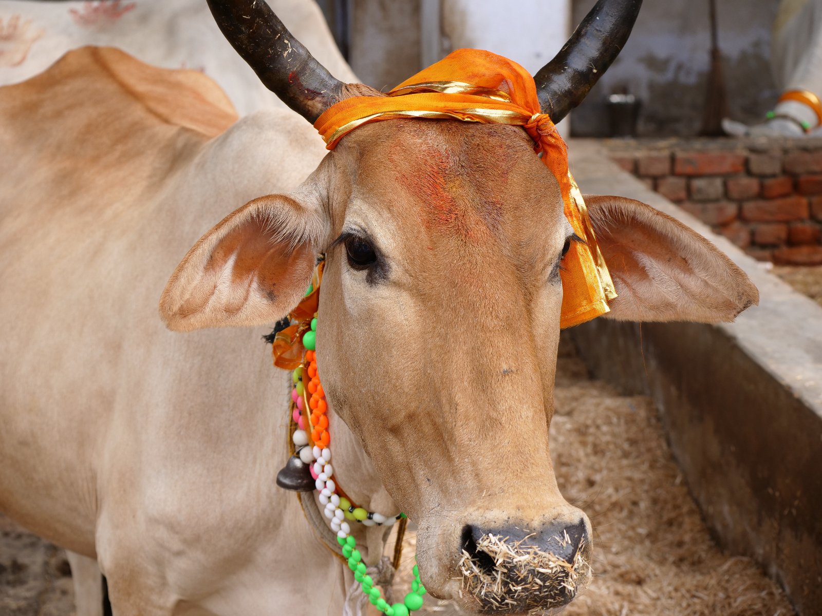  120 Gopashtami Radha kunda Govardhan 19.11.04